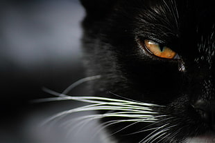 black cat, face, eyes, cat, animals