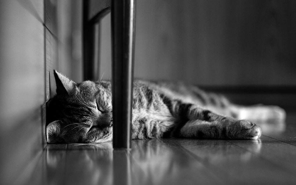 grayscale short-fur cat photo, animals, cat, monochrome, sleeping HD wallpaper
