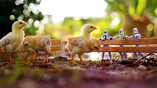 chickens, birds, stormtrooper, fence