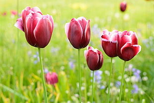 photo of red flowers HD wallpaper