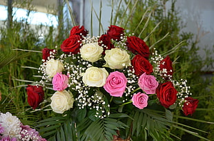 red, white and pink roses