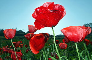 closeup photo of red Poppy flower field