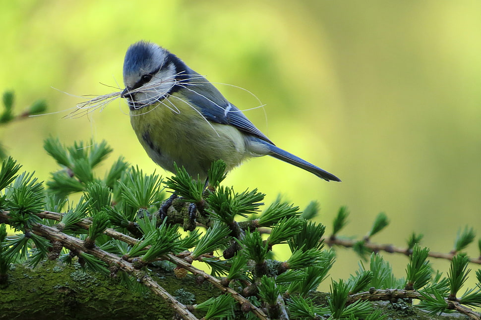 gray and yellow bird close up photography HD wallpaper