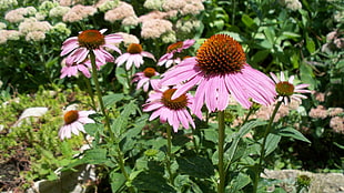 pink Cone flowers