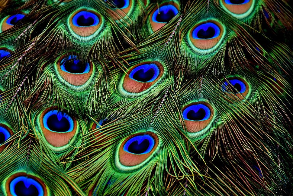 green and blue Peacock feather HD wallpaper