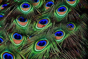 green and blue Peacock feather HD wallpaper