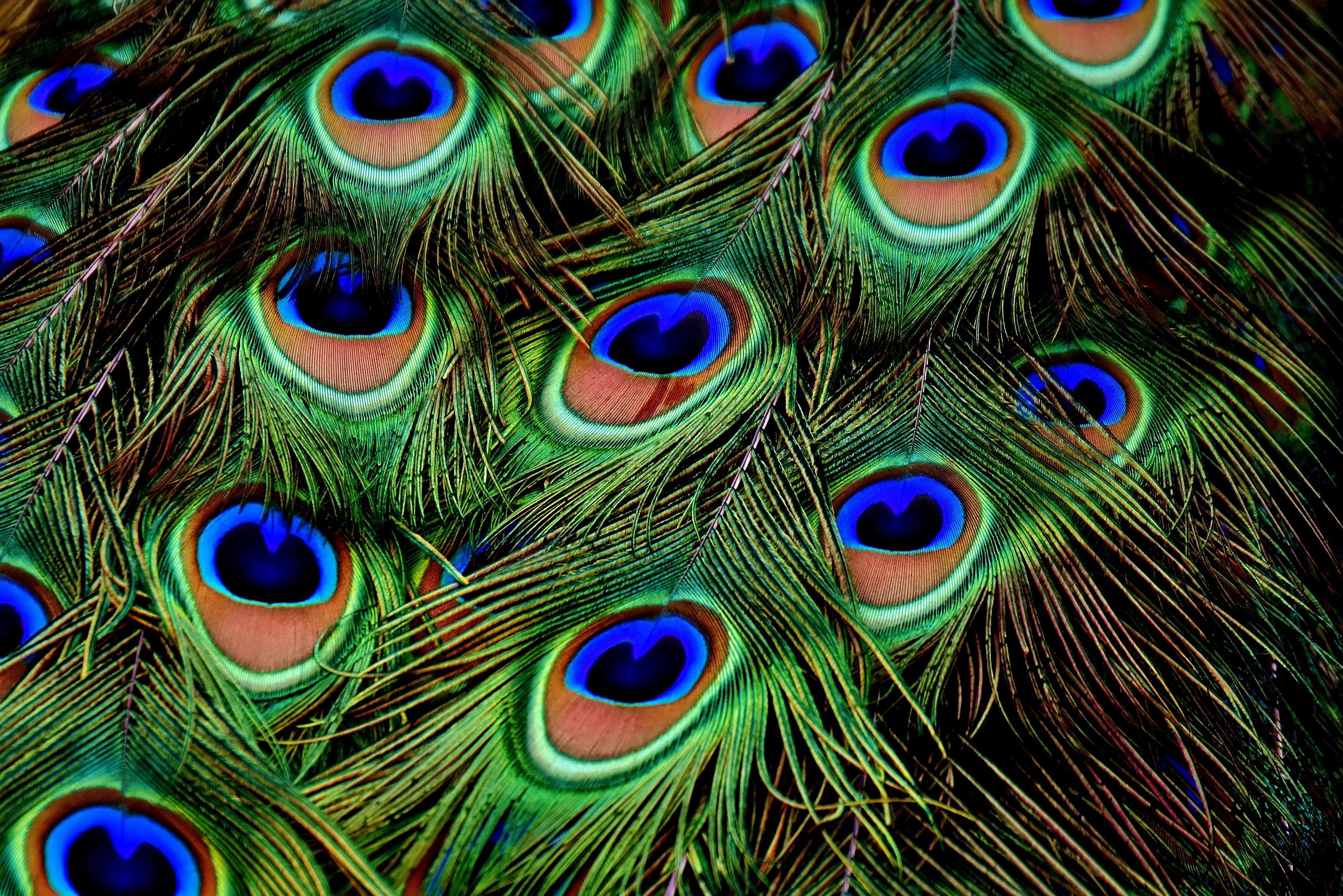 Green and blue Peacock feather HD wallpaper | Wallpaper Flare