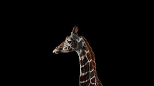 brown giraffe, photography, mammals, giraffes, simple background HD wallpaper