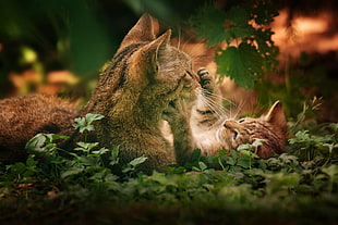 two cats on green leafed plants HD wallpaper