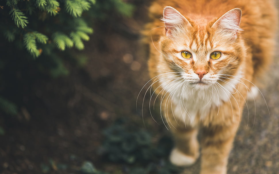 orange tabby cat, cat, animals, pet HD wallpaper