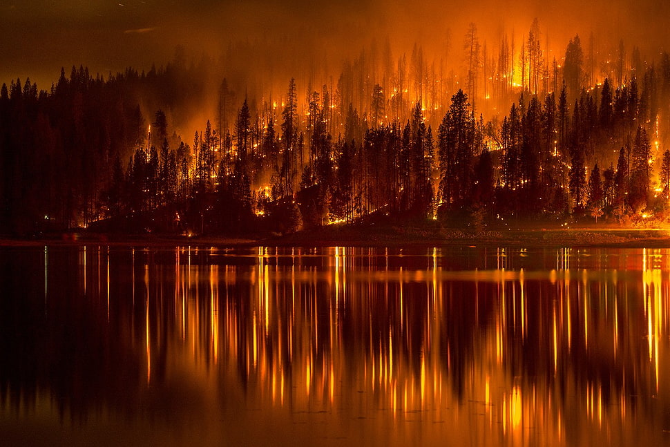 burning forest near lake during nighttime HD wallpaper