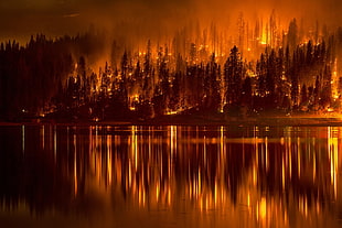 burning forest near lake during nighttime