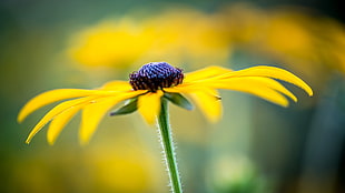 shallow focus photo of yellow daisy, nature, filter, photography, flowers