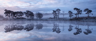 trees with reflection on the body of water during daytime