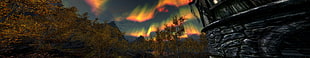 forest during golden hour HD wallpaper
