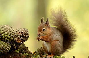 selective focus photography of squirrel eating pine cone