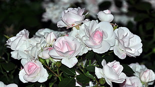 white floral photo HD wallpaper