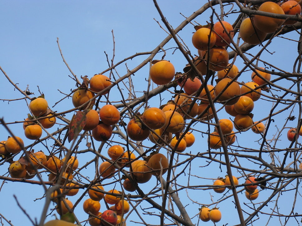 round yellow fruits under blue sky HD wallpaper