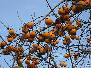 round yellow fruits under blue sky