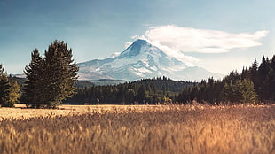 brown grass, trees, Mount Hood, mountains, photo manipulation HD wallpaper