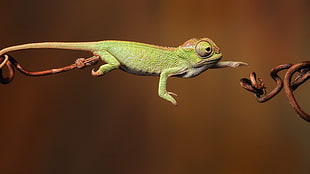 green and brown chameleon, chameleons, jumping, reptiles, animals HD wallpaper