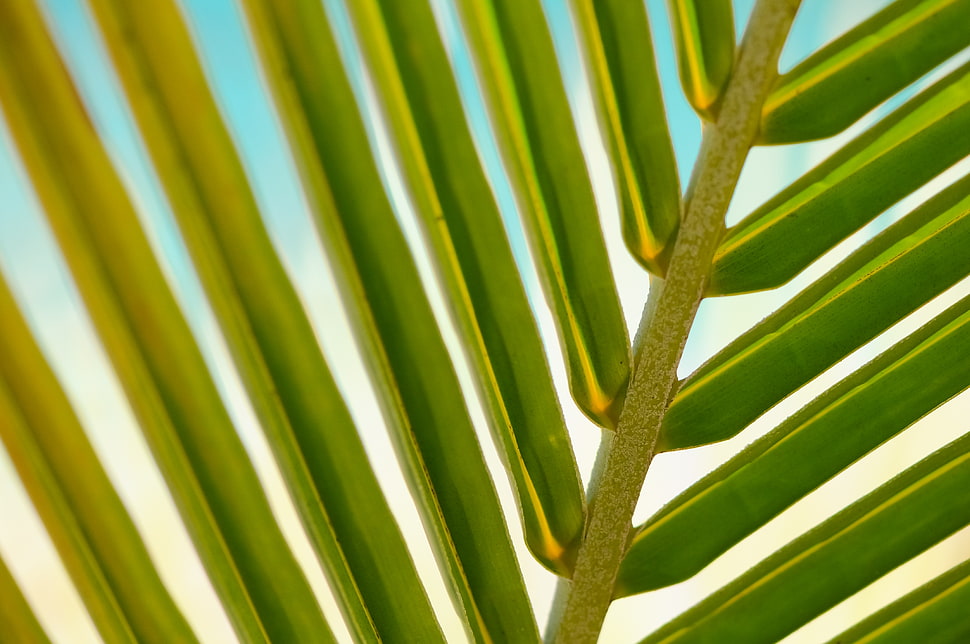 green leaf plant HD wallpaper