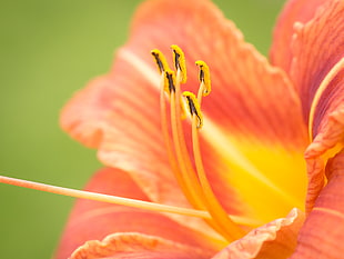 macro photography of orange-and-yellow flower HD wallpaper