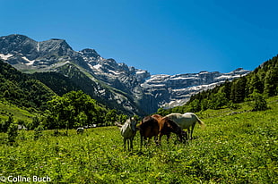 horses on green grass near mountain under blue sky, gavarnie