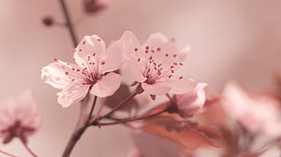 closeup photo of pink cherry blossoms
