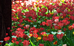 red tulip lot