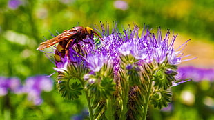 photo of bee on top of purple petaled flower