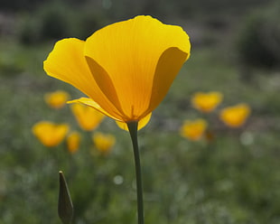 yellow flower in autofocus photography HD wallpaper
