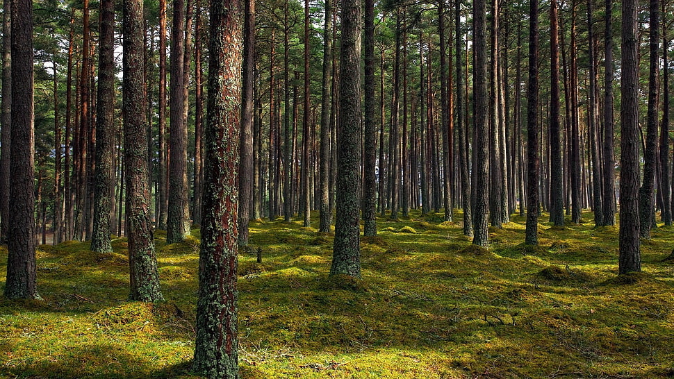 green leaf tree lot, forest HD wallpaper