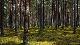 green leaf tree lot, forest