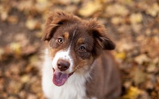 tan and white Australian shepherd puppy closeup photography