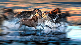 herd of horse, motion blur, water, running, animals