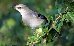 grey and black bird on green leaves plant
