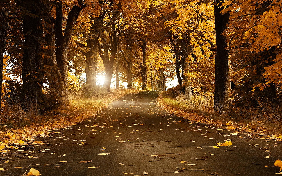 road surrounded by trees with yellow leaf HD wallpaper