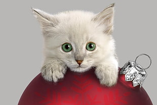 white kitten on red bauble