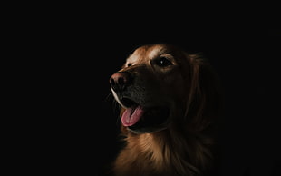 adult golden retriever, dog, pet, portrait, black