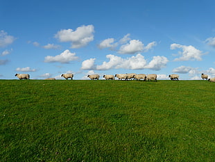 photo of group of sheep in grass field