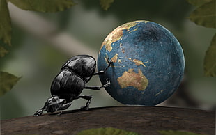 black beetle, beetles