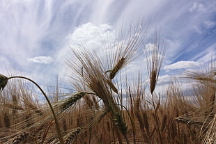 photo of wheat on field under cloudy sky during daytime