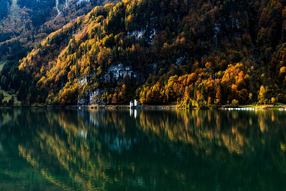 orange leafed tree, water, forest, mountains, reflection HD wallpaper