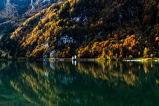 orange leafed tree, water, forest, mountains, reflection