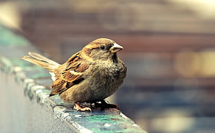 brown bird perch on concrete wall HD wallpaper