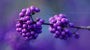 purple round fruits