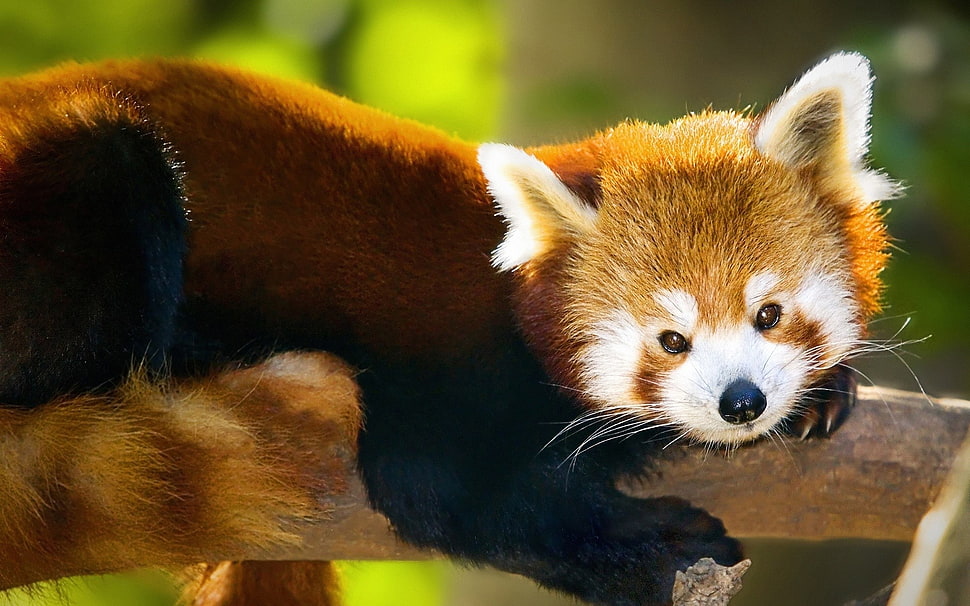 red panda, animals, red panda HD wallpaper