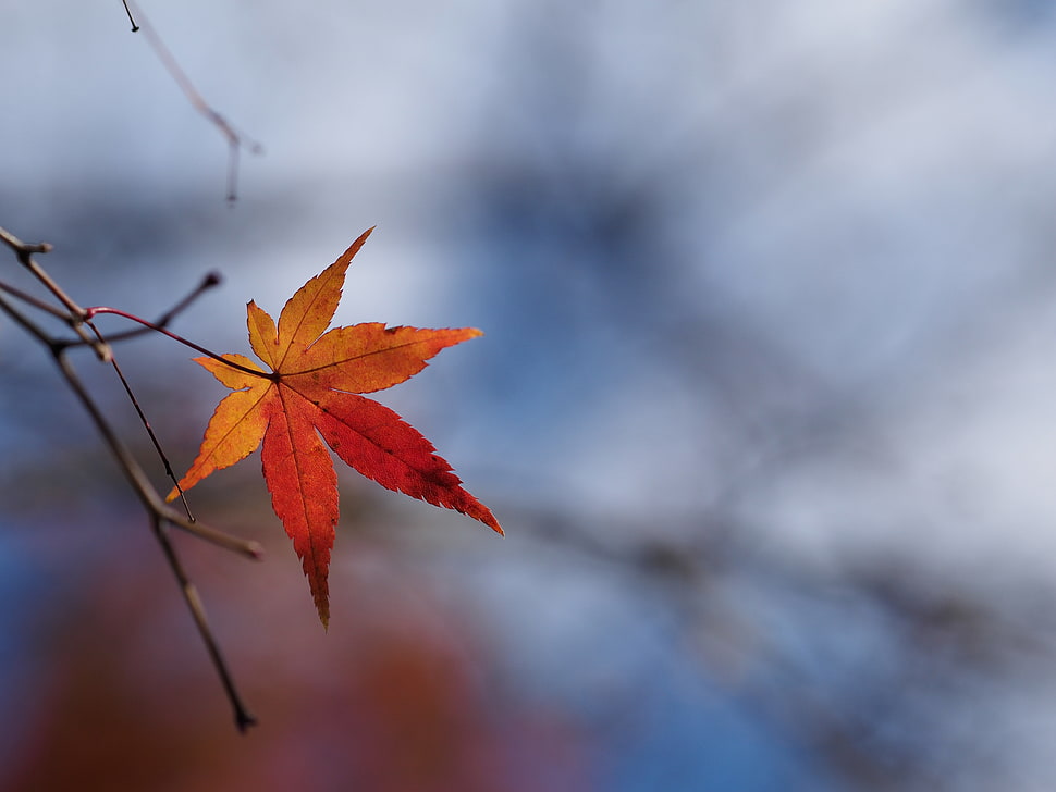 orange oak tree leaf in self-focus photo HD wallpaper