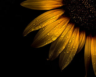 macro photo of water dew on sunflower HD wallpaper